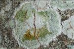 Lepra albescens