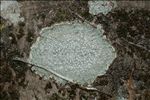 Lepra albescens