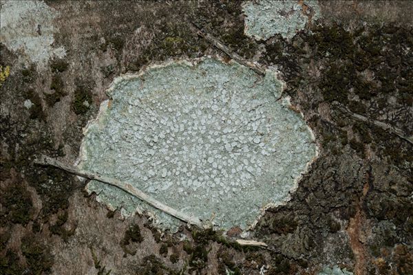 Lepra albescens