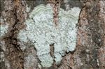 Lepra albescens