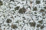 Stigmidium microspilum