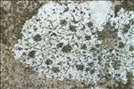 Stigmidium microspilum