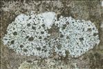 Stigmidium microspilum