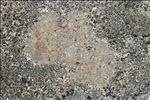 Protoblastenia rupestris