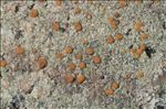 Protoblastenia rupestris
