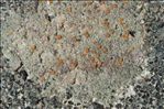 Protoblastenia rupestris