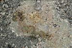Protoblastenia rupestris