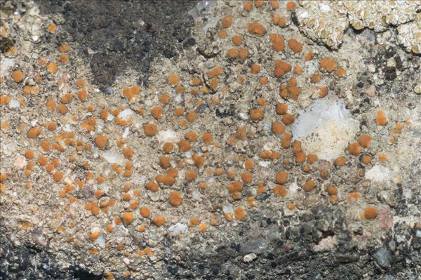 Protoblastenia rupestris
