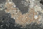 Protoblastenia rupestris