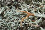 Cladonia ciliata var. tenuis