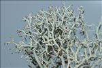 Cladonia ciliata var. tenuis