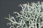 Cladonia ciliata var. tenuis
