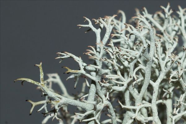 Cladonia ciliata var. tenuis