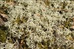 Cladonia ciliata var. tenuis
