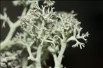 Cladonia ciliata var. tenuis