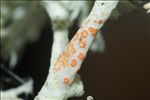 Cladonia ciliata var. tenuis