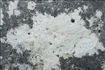 Bagliettoa calciseda