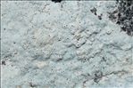 Bagliettoa calciseda