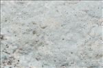 Bagliettoa calciseda