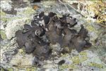 Umbilicaria nylanderiana
