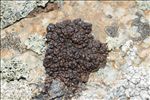 Protoparmelia cupreobadia