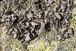 Umbilicaria crustulosa