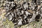 Umbilicaria crustulosa