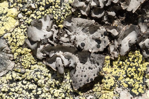 Umbilicaria crustulosa