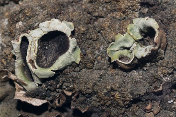 Solorina bispora