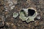 Solorina bispora