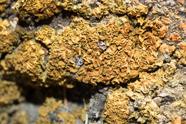 Xanthomendoza fulva