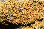 Xanthomendoza fulva