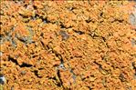 Xanthomendoza fulva