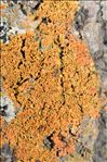 Xanthomendoza fulva
