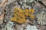 Oxneria fallax