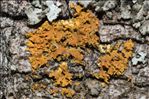 Oxneria fallax