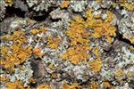 Oxneria fallax