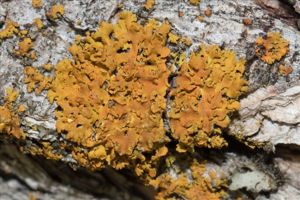 Oxneria fallax