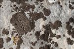 Staurothele areolata