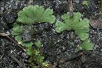 Riccia glauca