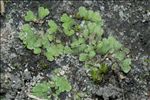 Riccia glauca