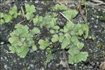 Riccia glauca