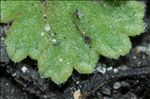 Riccia glauca