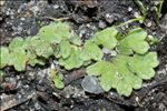 Riccia glauca