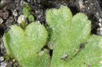 Riccia glauca