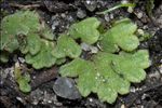 Riccia glauca