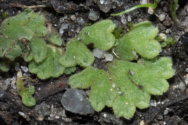 Riccia glauca