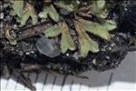 Riccia glauca