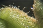 Riccia glauca