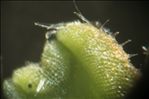 Riccia glauca